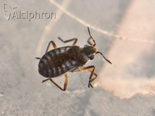 Microvelia reticulata