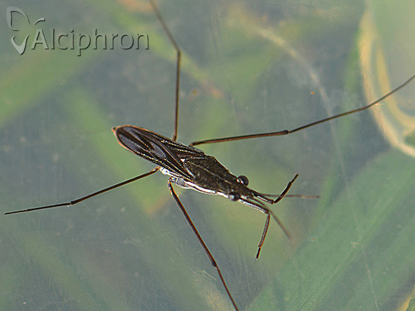 Gerris argentatus