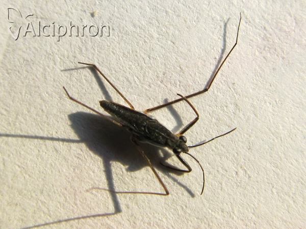 Gerris argentatus