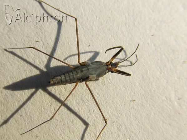 Gerris argentatus