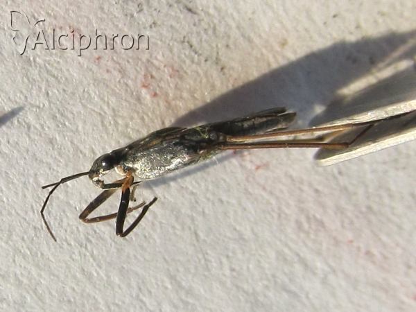 Gerris argentatus