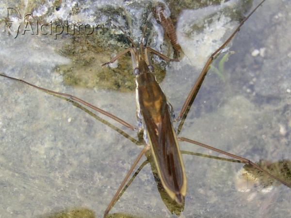 Gerris costae