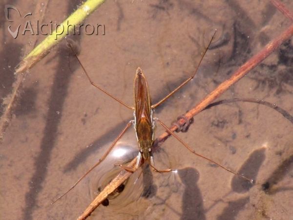Gerris costae