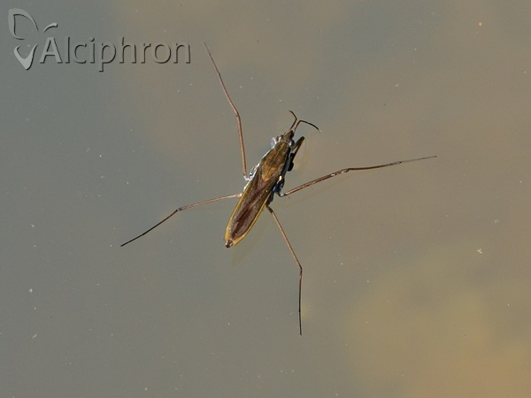 Gerris costae