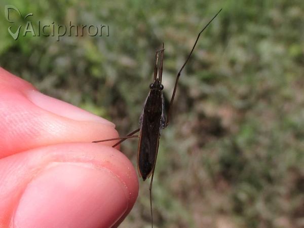 Gerris gibbifer