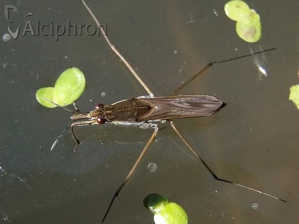 Gerris lacustris
