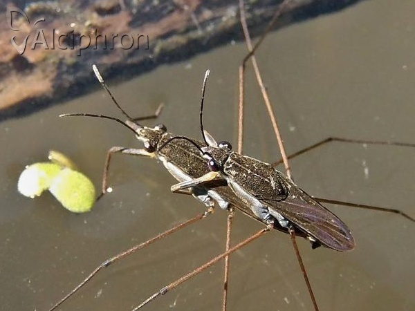 Gerris lacustris