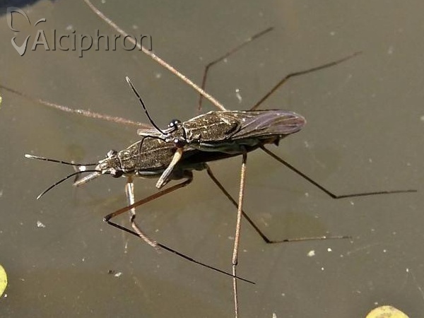 Gerris lacustris