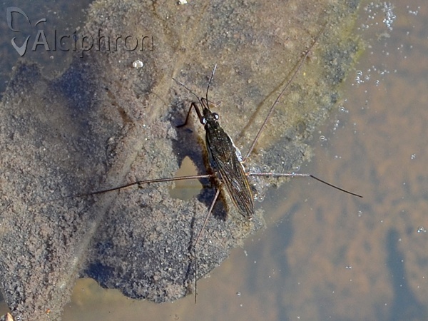 Gerris lacustris