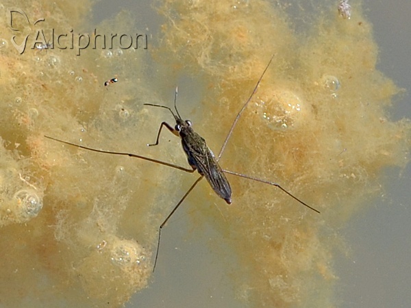 Gerris lacustris