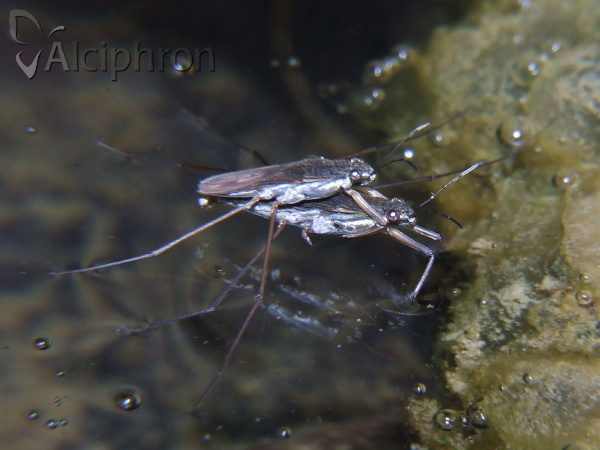 Gerris lacustris