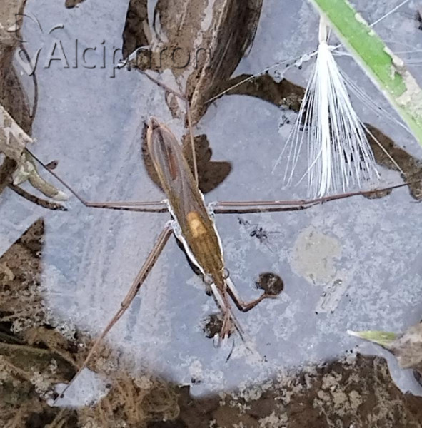 Gerris thoracicus