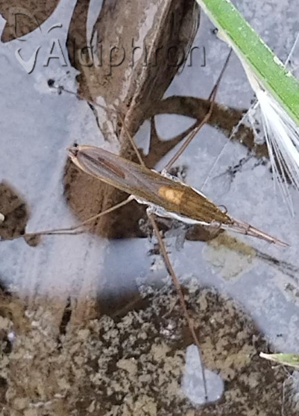 Gerris thoracicus