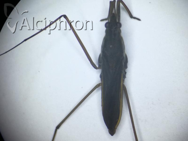Gerris thoracicus
