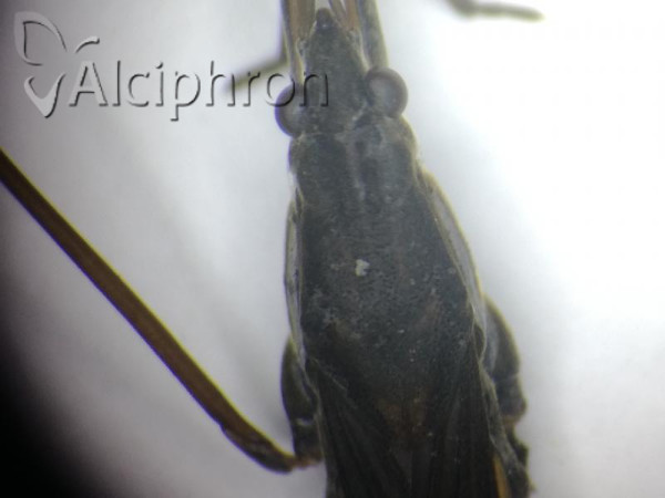 Gerris thoracicus