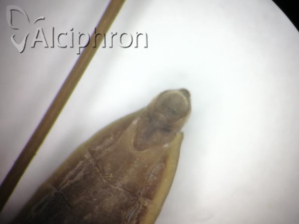 Gerris thoracicus