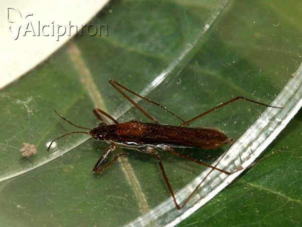 Gerris lateralis