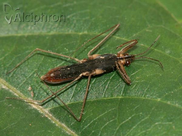Gerris lateralis