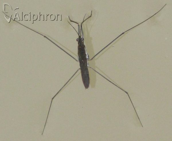 Aquarius paludum