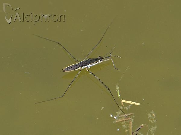 Aquarius paludum