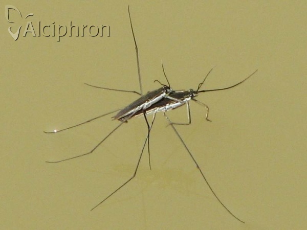Aquarius paludum