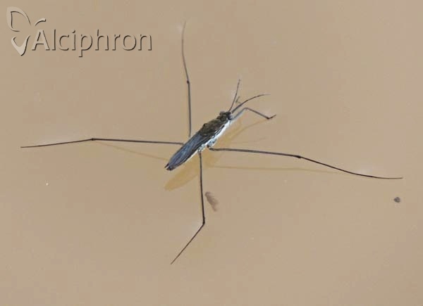 Aquarius paludum