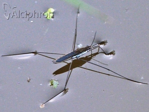 Aquarius paludum