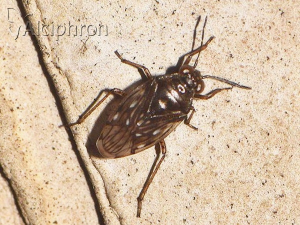 Saldula opacula
