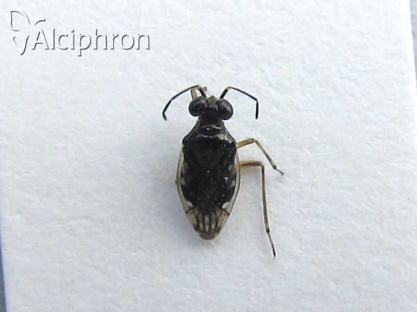 Chartoscirta cincta