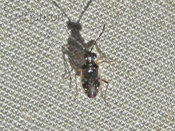 Chartoscirta cincta