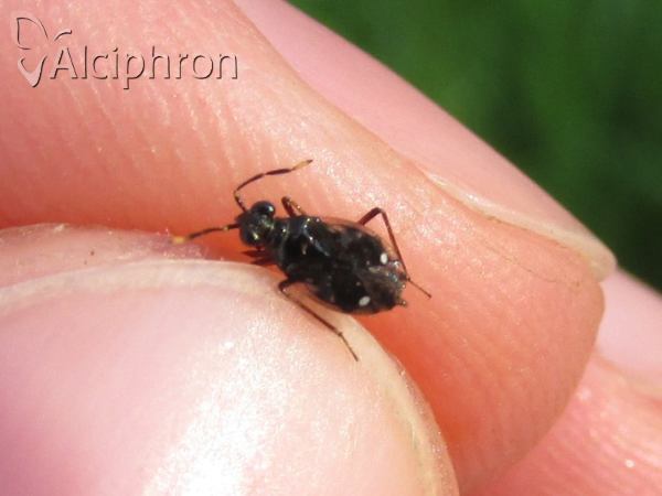Chartoscirta elegantula