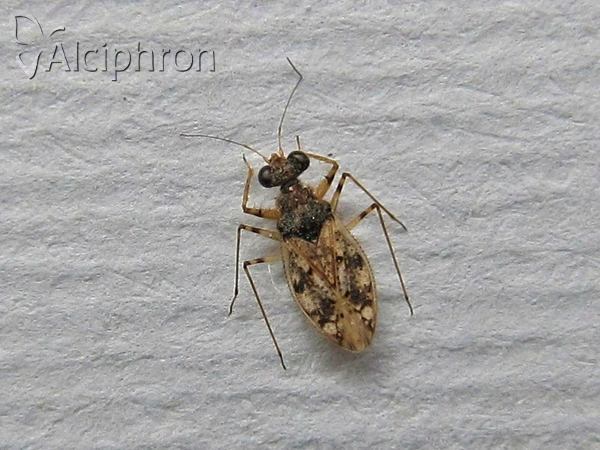 Leptopus marmoratus