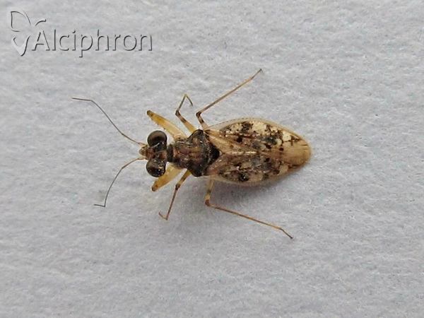 Leptopus marmoratus