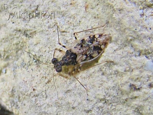 Leptopus marmoratus