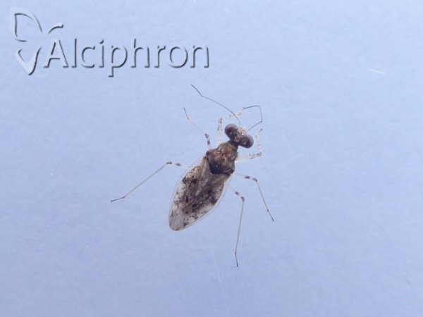 Leptopus marmoratus