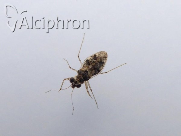 Leptopus marmoratus