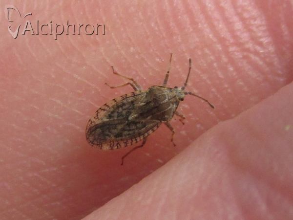 Tingis pilosa