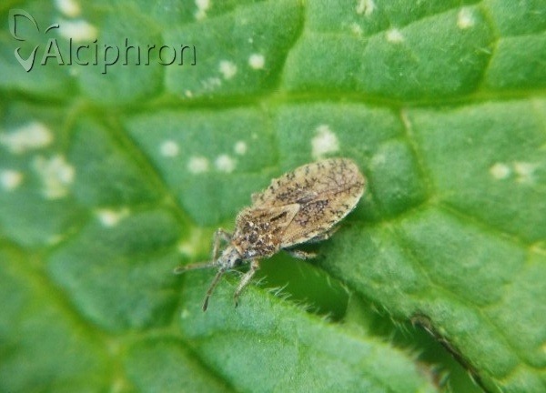 Tingis pilosa