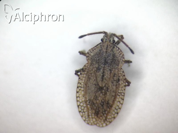 Tingis reticulata