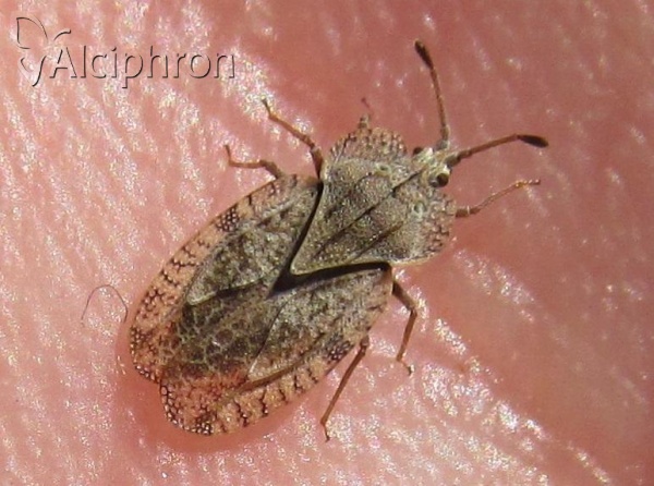 Tingis ampliata