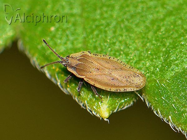 Tingis auriculata
