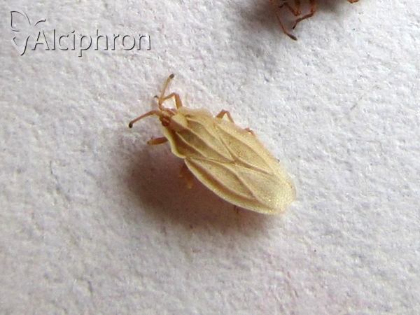 Tingis auriculata