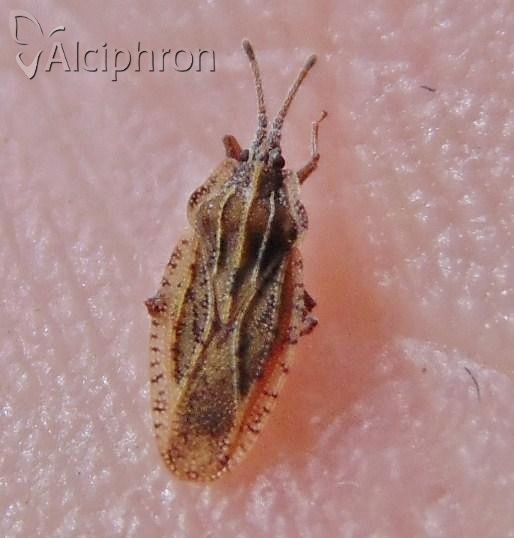 Tingis auriculata