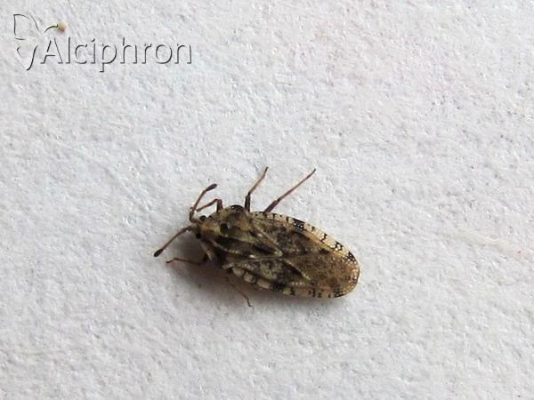 Tingis cardui