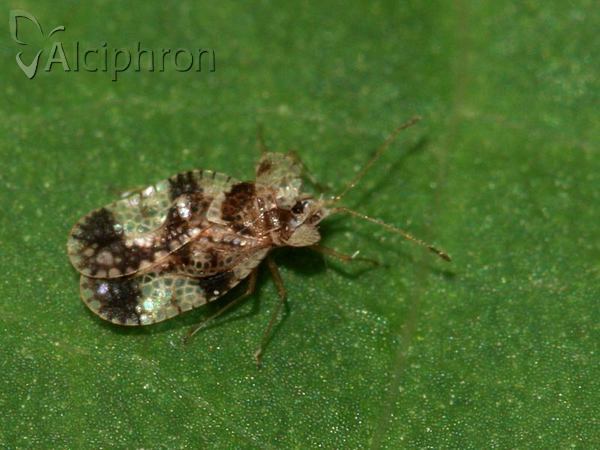 Stephanitis pyri