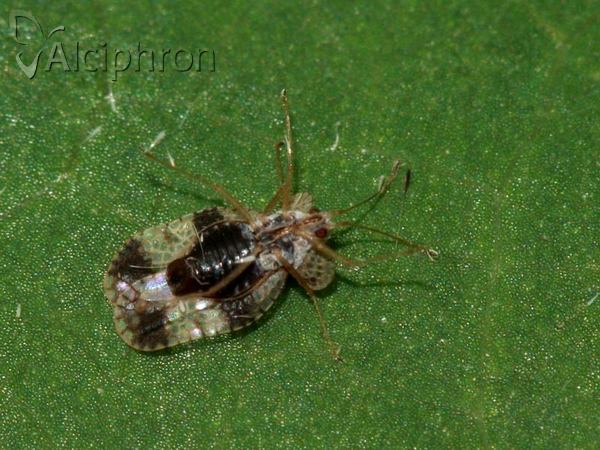 Stephanitis pyri