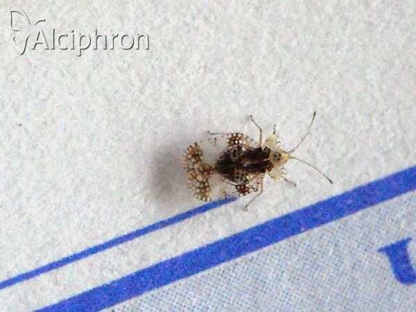 Stephanitis pyri