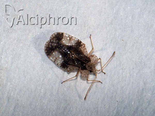Stephanitis pyri