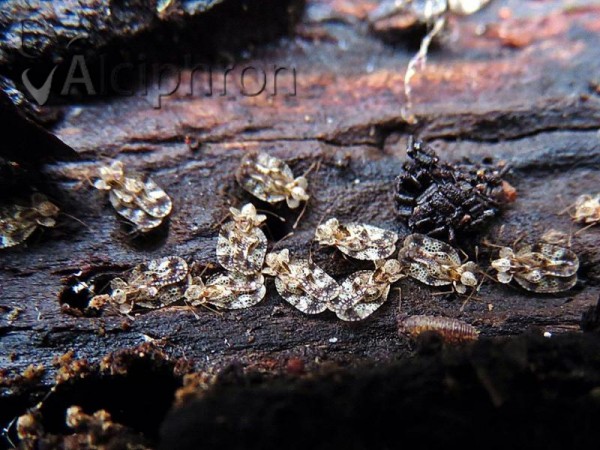 Stephanitis pyri
