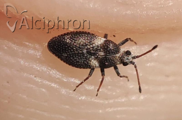 Oncochila scapularis